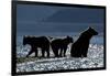 Brown Bear and Cubs, Katmai National Park, Alaska-Paul Souders-Framed Photographic Print