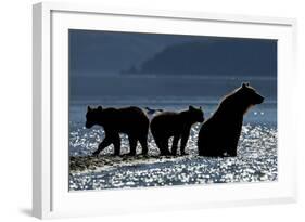 Brown Bear and Cubs, Katmai National Park, Alaska-Paul Souders-Framed Photographic Print