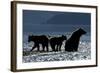 Brown Bear and Cubs, Katmai National Park, Alaska-Paul Souders-Framed Photographic Print