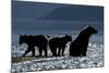 Brown Bear and Cubs, Katmai National Park, Alaska-Paul Souders-Mounted Photographic Print