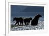 Brown Bear and Cubs, Katmai National Park, Alaska-Paul Souders-Framed Photographic Print