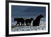 Brown Bear and Cubs, Katmai National Park, Alaska-Paul Souders-Framed Photographic Print