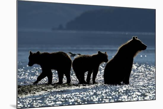 Brown Bear and Cubs, Katmai National Park, Alaska-Paul Souders-Mounted Photographic Print