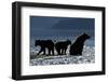 Brown Bear and Cubs, Katmai National Park, Alaska-Paul Souders-Framed Photographic Print