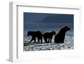 Brown Bear and Cubs, Katmai National Park, Alaska-Paul Souders-Framed Photographic Print