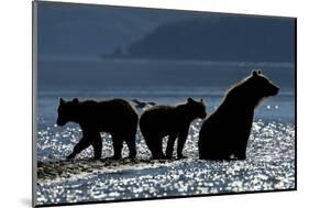 Brown Bear and Cubs, Katmai National Park, Alaska-Paul Souders-Mounted Photographic Print