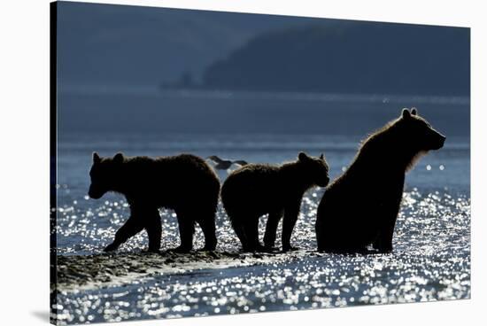 Brown Bear and Cubs, Katmai National Park, Alaska-Paul Souders-Stretched Canvas