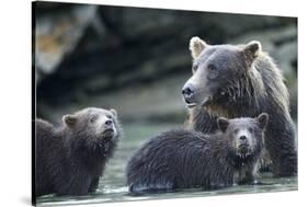 Brown Bear and Cubs, Katmai National Park, Alaska-Paul Souders-Stretched Canvas