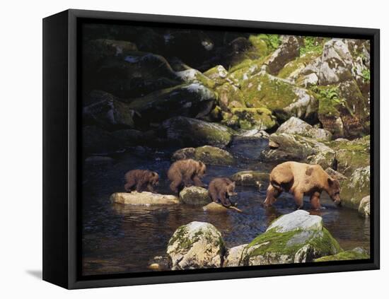 Brown Bear and Cubs-DLILLC-Framed Stretched Canvas