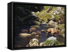 Brown Bear and Cubs-DLILLC-Framed Stretched Canvas