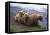 Brown Bear and Cubs-DLILLC-Framed Stretched Canvas