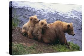 Brown Bear and Cubs-DLILLC-Stretched Canvas