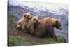 Brown Bear and Cubs-DLILLC-Stretched Canvas