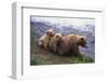 Brown Bear and Cubs-DLILLC-Framed Premium Photographic Print