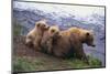 Brown Bear and Cubs-DLILLC-Mounted Premium Photographic Print