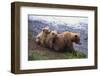 Brown Bear and Cubs-DLILLC-Framed Photographic Print