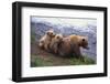 Brown Bear and Cubs-DLILLC-Framed Photographic Print