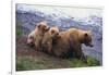 Brown Bear and Cubs-DLILLC-Framed Photographic Print