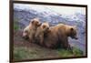 Brown Bear and Cubs-DLILLC-Framed Photographic Print