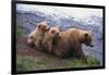 Brown Bear and Cubs-DLILLC-Framed Photographic Print