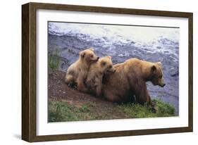 Brown Bear and Cubs-DLILLC-Framed Photographic Print