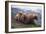 Brown Bear and Cubs-DLILLC-Framed Photographic Print