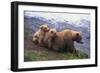 Brown Bear and Cubs-DLILLC-Framed Photographic Print