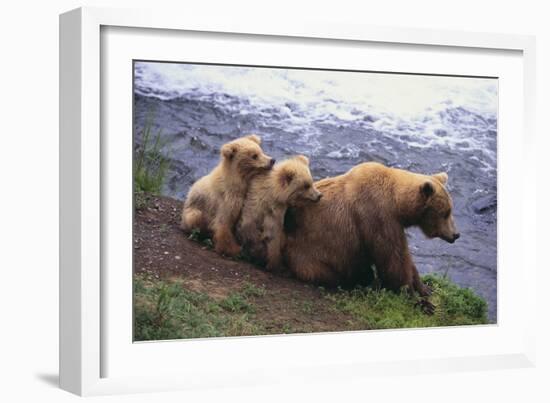 Brown Bear and Cubs-DLILLC-Framed Photographic Print