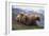 Brown Bear and Cubs-DLILLC-Framed Photographic Print