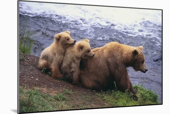 Brown Bear and Cubs-DLILLC-Mounted Photographic Print