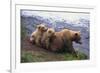 Brown Bear and Cubs-DLILLC-Framed Photographic Print