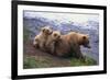 Brown Bear and Cubs-DLILLC-Framed Photographic Print