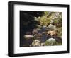 Brown Bear and Cubs-DLILLC-Framed Photographic Print