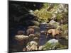 Brown Bear and Cubs-DLILLC-Mounted Photographic Print