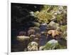 Brown Bear and Cubs-DLILLC-Framed Photographic Print