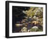 Brown Bear and Cubs-DLILLC-Framed Photographic Print