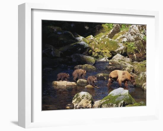 Brown Bear and Cubs-DLILLC-Framed Photographic Print