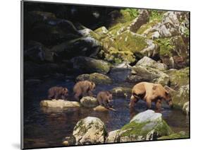 Brown Bear and Cubs-DLILLC-Mounted Photographic Print