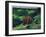 Brown Bear and Cubs-Fred Ludekens-Framed Giclee Print