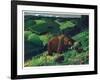 Brown Bear and Cubs-Fred Ludekens-Framed Giclee Print