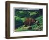 Brown Bear and Cubs-Fred Ludekens-Framed Premium Giclee Print