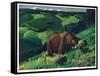 Brown Bear and Cubs-Fred Ludekens-Framed Stretched Canvas