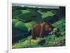 Brown Bear and Cubs-Fred Ludekens-Framed Giclee Print