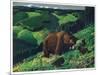 Brown Bear and Cubs-Fred Ludekens-Mounted Giclee Print