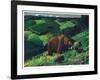 Brown Bear and Cubs-Fred Ludekens-Framed Premium Giclee Print