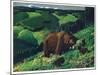 Brown Bear and Cubs-Fred Ludekens-Mounted Premium Giclee Print