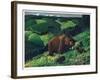 Brown Bear and Cubs-Fred Ludekens-Framed Giclee Print