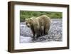 Brown Bear and Cubs-Art Wolfe-Framed Photographic Print