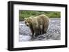 Brown Bear and Cubs-Art Wolfe-Framed Photographic Print