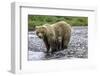Brown Bear and Cubs-Art Wolfe-Framed Photographic Print